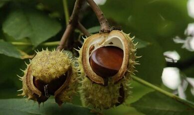 Panggunaan buah berangan pikeun pengobatan prostatitis
